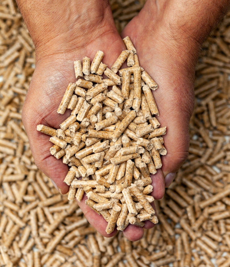 Wood pellets in hands